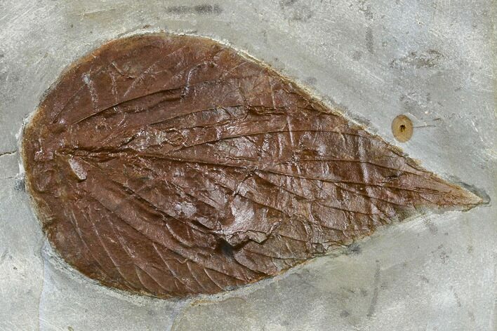 Fossil Leaf (Viburnum) - Montana #113242